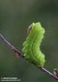 martináč měsíčitý (Motýli), Actias luna (Lepidoptera)